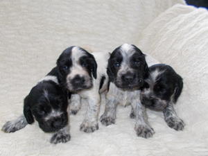 our four lovely boys