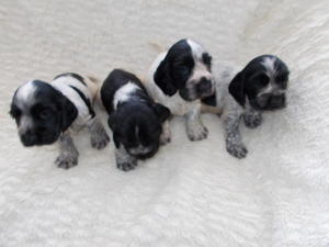 our four lovely boys