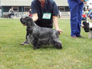 Georgia at National Gundog Assosiation 2019