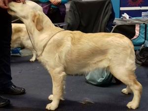 Mara at one of her first shows age 7 months