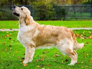 Rex age 12 months
