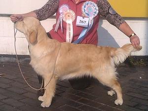 Dash Best Puppy in Show age 7 months