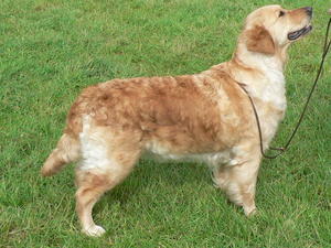 Chase age 4 years winning Best of Breed