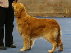 Reiver the show dog