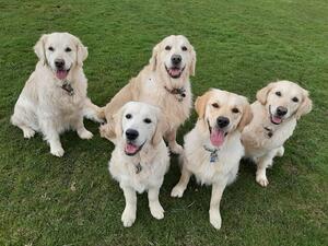 April 2020 - Kiwi, Chieftan, Rocket, Topi & Kola