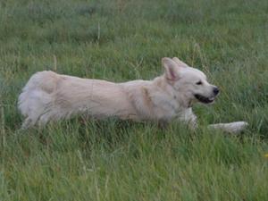 Chieftan on the move age 3 years