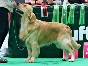Rolo age 18 months Crufts 2018