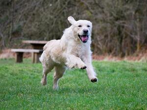 Rebel on the run