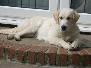 Kola relaxing