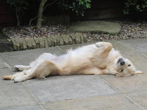 Dash relaxing