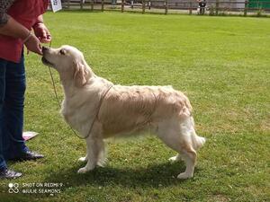 Rocket winning her class GRC Ch Show age 21 months