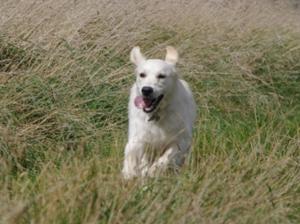 Kola on the move