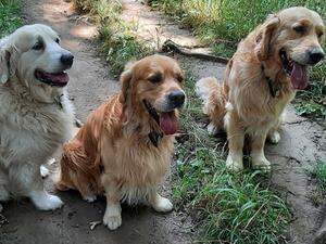 The boys, Chieftan, Rolo and Rex - September 2021