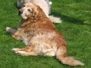 Rowan age 12 years