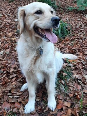 Topi November 2021