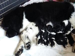 Splash and pups