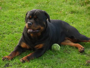 Amber with her ball