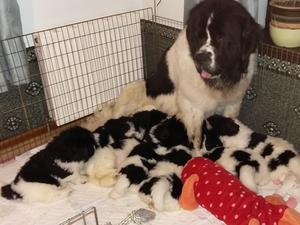 Mum and Pups