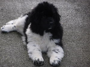 splash as a pup