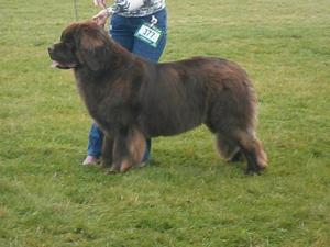 At a Championship show