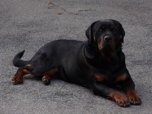 Lottie