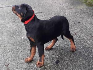 1 male left