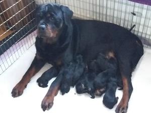 lola and pups