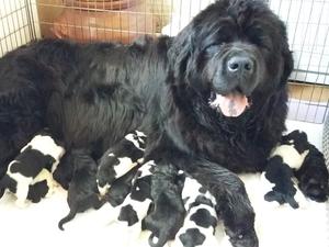brooke and pups