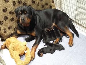 cola and pups