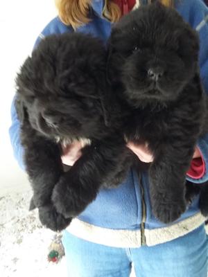 1 black dog left