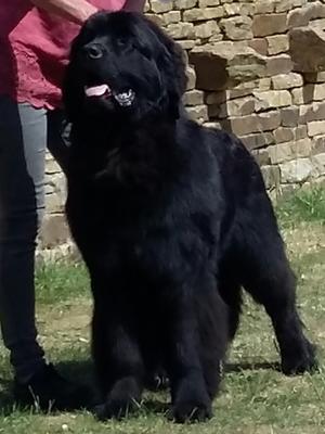 Pedro
