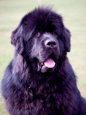Rufus