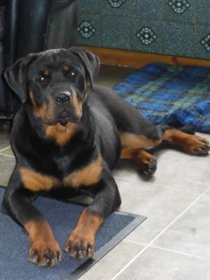 Echo at 8 mths