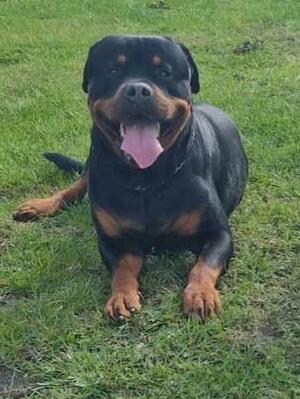 Bruce