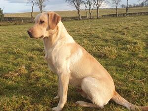 Tweed at 2years