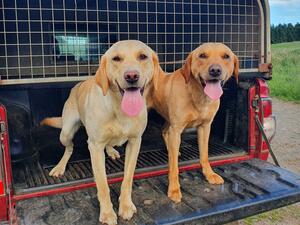 Tweed on the left....12 months