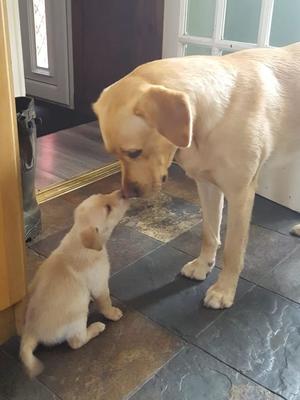 Bo and a young Seppy (FTW)