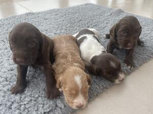 Female pups