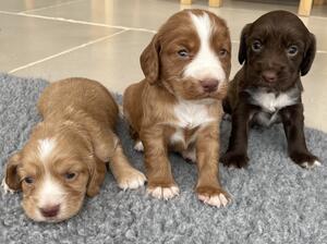 Male pups