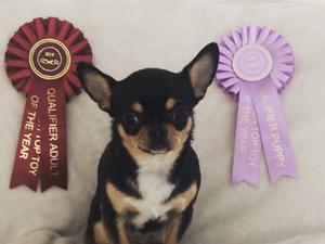 Puppy of the year and adult of the year.