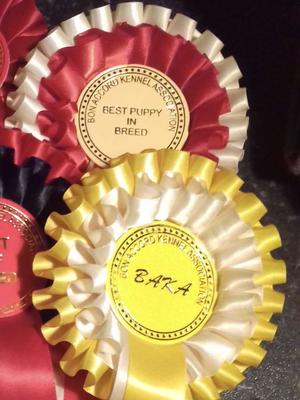 Best Puppy In Breed and Puppy Group 3