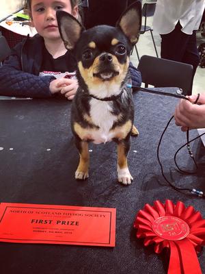 1st Junior Smoothcoat Chihuahua