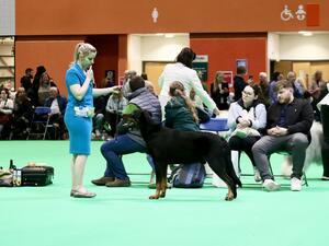Best Dog Crufts 2024