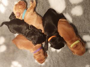 Puppies