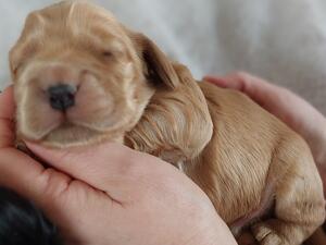 Puppies