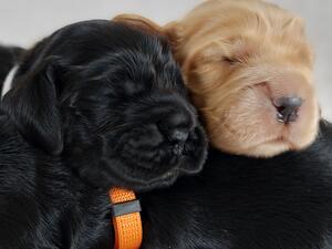 Aisza - 'Puppies'