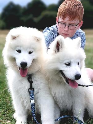 Lando samoyed