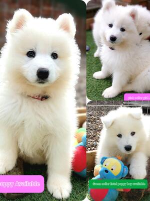 Samoyed puppies