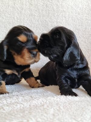 Black girl available