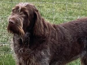 Our oldest girl now, laid back and sweet natured